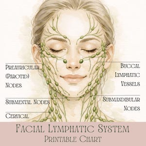 Schema stampabile del drenaggio linfatico del viso, anatomia dei linfonodi del viso, guida di studio per estetiste, decorazioni per centri estetici, poster sulla cura olistica della pelle