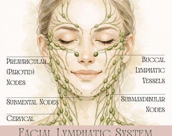 Facial Lymphatic Drainage Chart Printable, Face Lymph Nodes Anatomy, Esthetician Study Guide, Med Spa Decor, Holistic Skin Care Poster