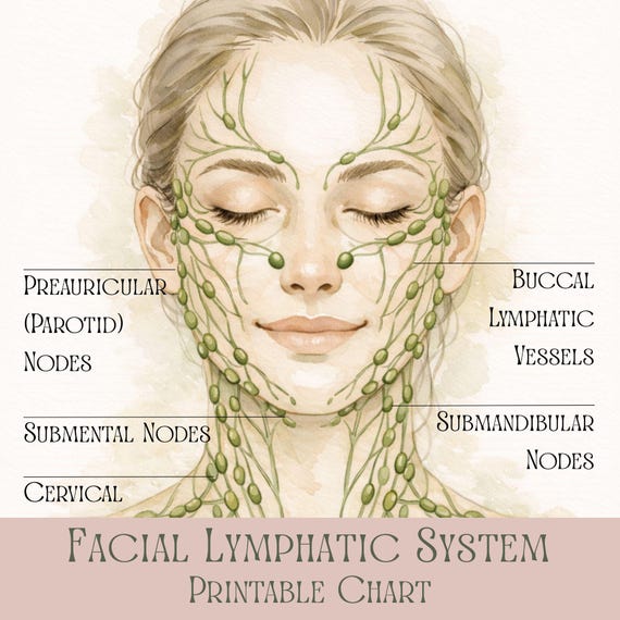 Facial Lymphatic Drainage Chart Printable, Face Lymph Nodes Anatomy, Esthetician Study Guide, Med Spa Decor, Holistic Skin Care Poster
