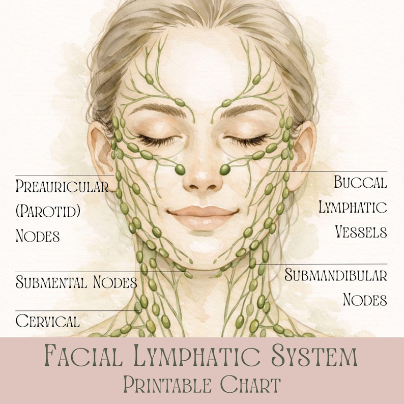 May include: Watercolor illustration of a face with closed eyes, depicting the facial lymphatic system. Green lines and nodes highlight the lymphatic vessels and nodes. Text labels include "Preauricular Nodes," "Buccal Lymphatic Vessels," and "Facial Lymphatic System Printable Chart."