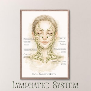 May include: A framed print of a watercolor illustration of a face with the lymphatic system highlighted. The illustration includes labels such as "Preauricular Nodes" and "Buccal Lymphatic Vessels". The text "Facial Lymphatic System" and "Lymphatic System" are also present.
