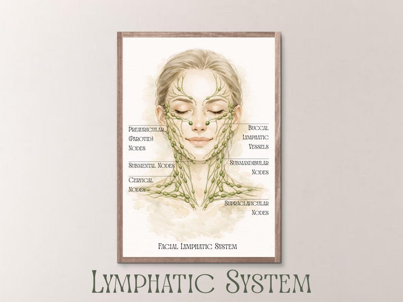 May include: A framed print of a watercolor illustration of a face with the lymphatic system highlighted. The illustration includes labels such as "Preauricular Nodes" and "Buccal Lymphatic Vessels". The text "Facial Lymphatic System" and "Lymphatic System" are also present.