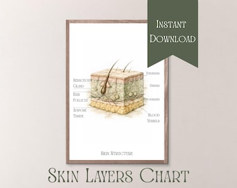 Skin Layers Chart Printable, Skin Diagram Digital Download, Esthetician Study Guide, Epidermis Dermis Hypodermis Poster, Med Spa Decor
