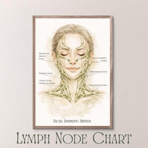 Facial Lymphatic Drainage Chart Printable, Face Lymph Nodes Anatomy, Esthetician Study Guide, Med Spa Decor, Holistic Skin Care Poster