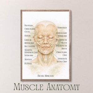 May include: A framed print of a detailed illustration of facial muscles, labeled with anatomical terms. The artwork features a neutral color palette and the text "Facial Muscles" and "Muscle Anatomy" at the bottom.