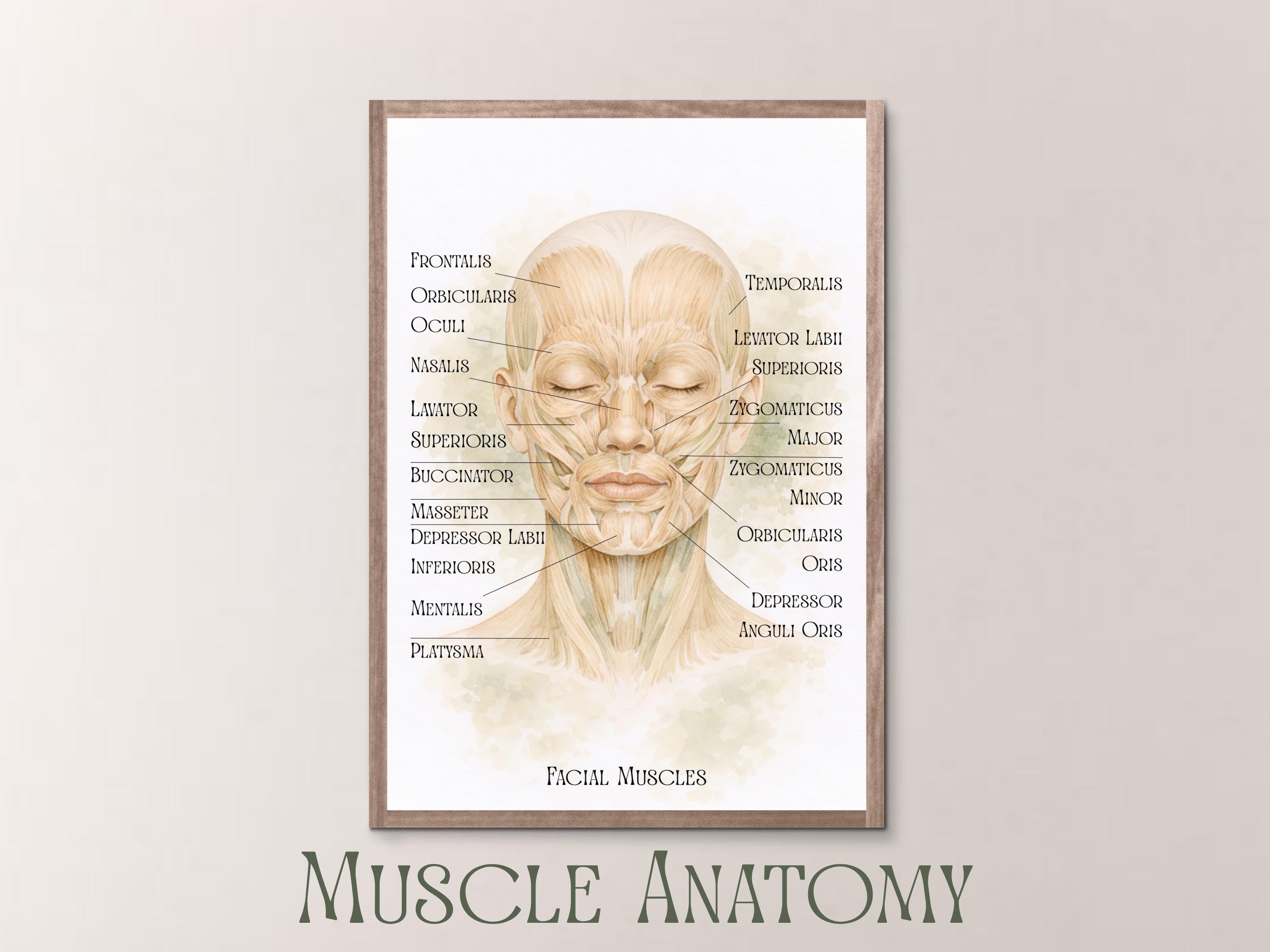 Facial Muscle Worksheet.pdf Facial Muscle Anatomy Chart Printable, Face Muscle Anatomy, Esthetician ...