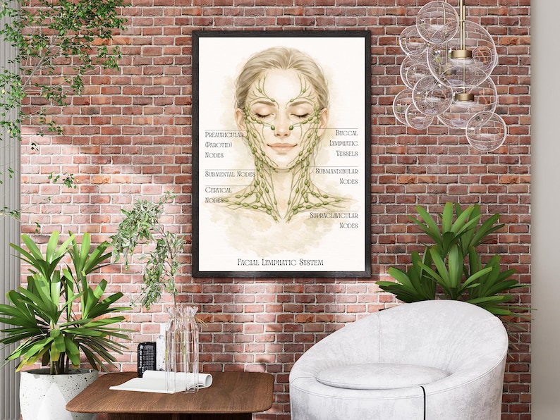 May include: A framed print of a watercolor illustration depicting the facial lymphatic system. The artwork features a woman's face with labeled diagrams of lymphatic nodes and vessels. The text "FACIAL LYMPHATIC SYSTEM" is at the bottom.