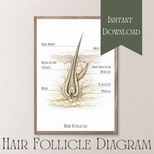 May include: A framed print showing a detailed diagram of a hair follicle. The illustration labels parts like the hair shaft, sebaceous gland, and hair erector muscle. A green banner reads "Instant Download". The text "Hair Follicle Diagram" is at the bottom of the print.