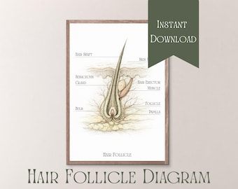 Hair Follicle Chart Printable, Hair Diagram Digital Download, Esthetician Study Guide, Cosmetology Poster, Hair Growth Structure Print