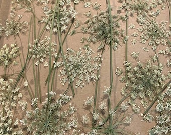 Dried, pressed Queen Annes's Lace