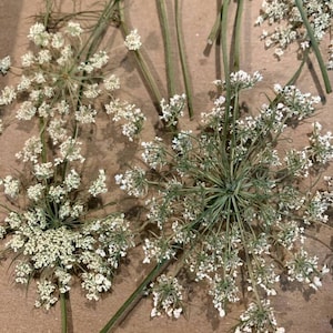 Dried, pressed Queen Annes&#39;s Lace