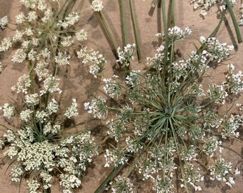 Dried, pressed Queen Annes's Lace
