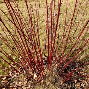 May include: A close-up of a red twig dogwood bush with bare branches in winter. The branches are a vibrant red colour and are arranged in a radial pattern.