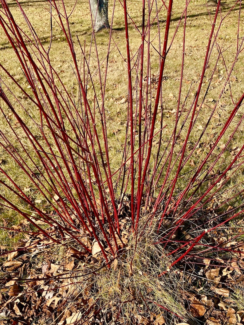 May include: A close-up of a red twig dogwood bush with bare branches in winter. The branches are a vibrant red colour and are arranged in a radial pattern.
