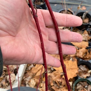 May include: Two thin, red, flexible branches with small white dots. The branches are held in a hand.