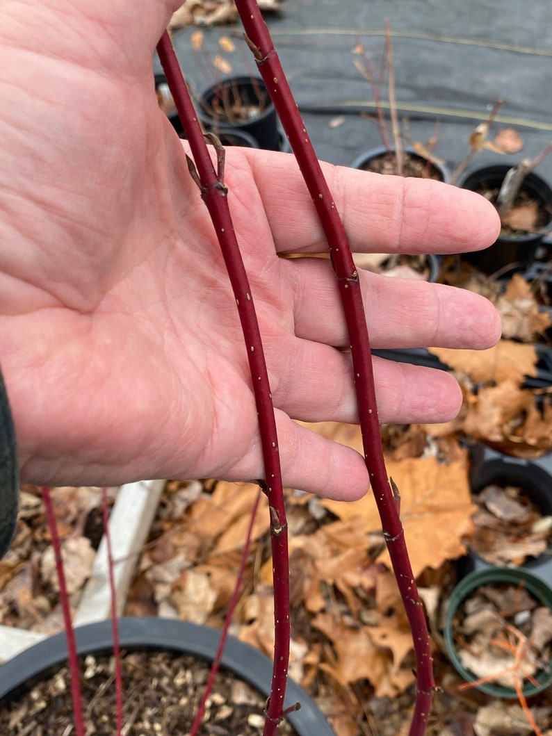 May include: Two thin, red, flexible branches with small white dots. The branches are held in a hand.