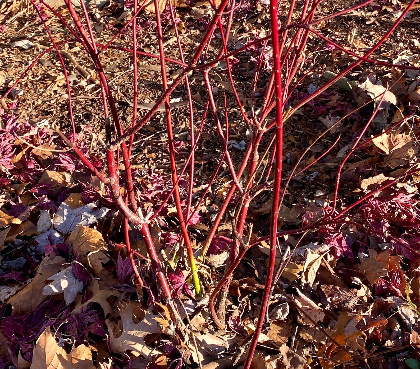 12 Red Twig Dogwood Cuttings Cornus Sericea Fast Growing Etsy