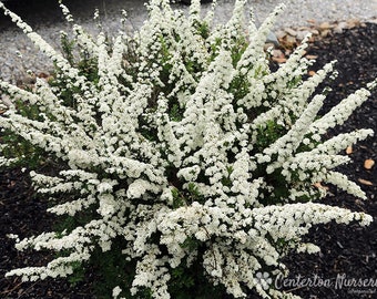 Snow Mound Spirea Bare Root Plant  Flowering Perennial  Hardy  Live Plant  Fast Growing Great Gift Priority Shipping!