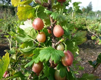 Red Gooseberry (Hinnonmaki) Hardy Bare Root Plant  Nice Plants!  Fast Shipping!