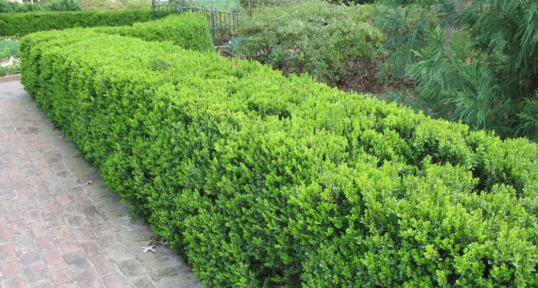 Korean Boxwood Bare Root Plant Priority Shipping! - Etsy