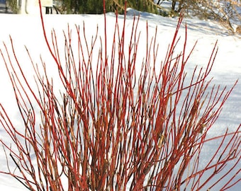 Red Twig Dogwood Cuttings  (Red Osier)  You choose how many!
