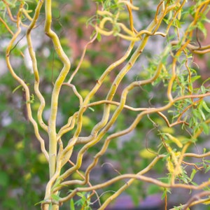 May include: A close-up of a weeping willow tree with thin, twisting branches. The branches are a light yellow-brown color and are intertwined with each other. The background is blurred and out of focus.