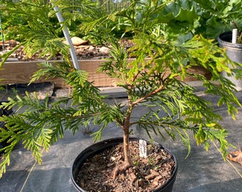 Green Giant Arborvitae Bare Root Plant  Fast Shipping!