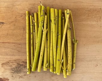 Yellow Twig Dogwood Cuttings  Hardy Shrub, Rooting Cuttings