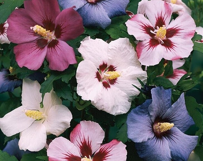 Rose of Sharon Bare Root Plant Unknown Color Priority Shipping Etsy