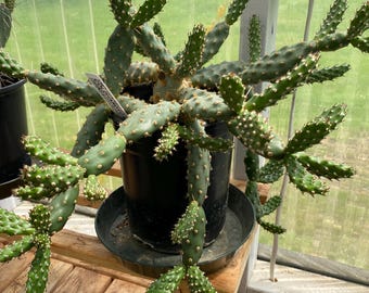 3 Super Rutila Cactus Pads -  Fast Shipping