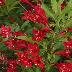 Red Prince Weigela Bare Root Plant   Flowering Perennial  Hardy  Live Plant  Fast Growing Great Gift Fast Growing Priority Shipping!