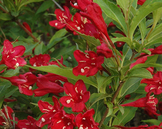 Red Prince Weigela Bare Root Plant Flowering Perennial Hardy Live Plant