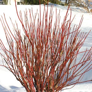 May include: A red twig dogwood bush with bare branches in the winter. The branches are a vibrant red color and are covered in snow.