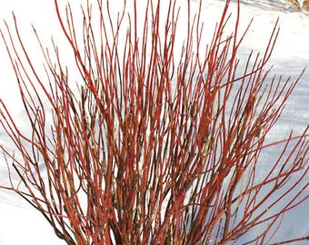 Red Twig Dogwood (Red Osier) Bare Root Plant Fast Shipping!