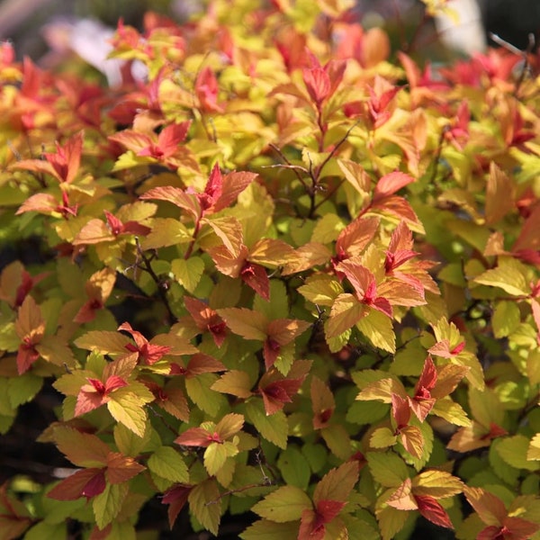Gold Flame Spirea Cuttings  You choose how many!