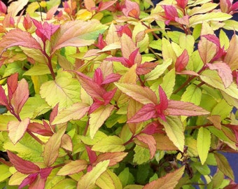 Gold Flame Spirea  Bare Root Plant  Priority Shipping!