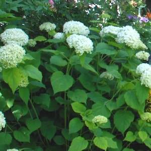 May include: A lush garden scene featuring large, white hydrangea blooms. The flowers are clustered together, creating a full, textured appearance. The vibrant green leaves provide a contrasting backdrop.