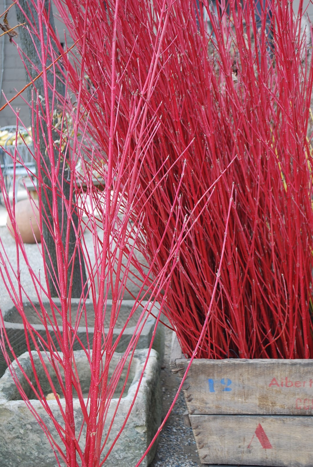 Red Twig Dogwood red Osier Bare Root Plant Native to US Fast Growing