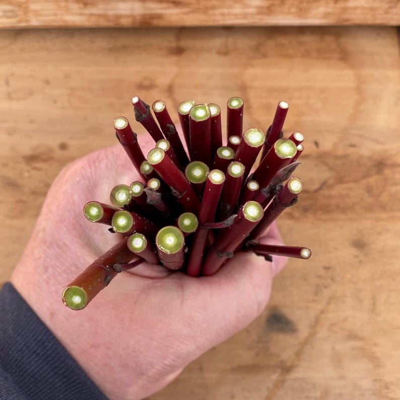 Red Twig Dogwood Cuttings (Red Osier) Flowering Perennial Hardy Fast Growing image 4
