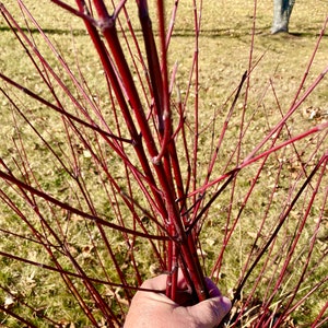 Red Twig Dogwood Cuttings  (Red Osier)   Flowering Perennial  Hardy  Fast Growing