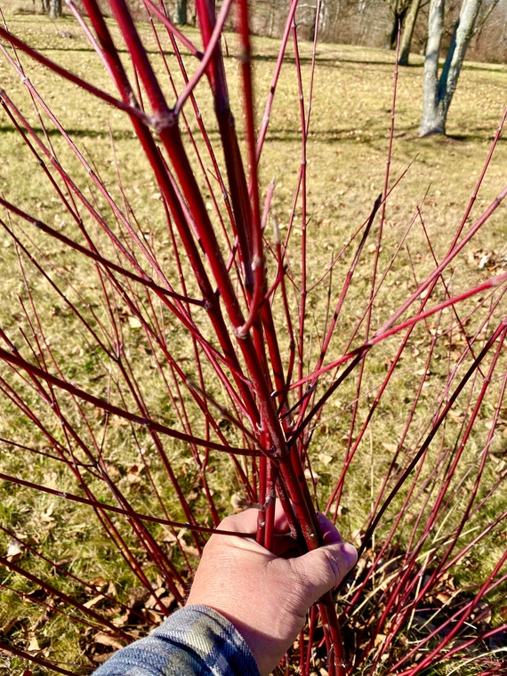 Red Twig Dogwood Cuttings  (Red Osier)   Flowering Perennial  Hardy  Fast Growing