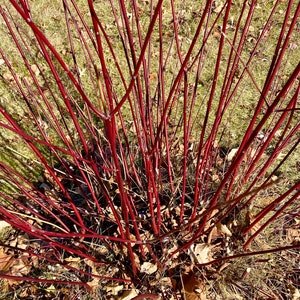 May include: A close-up view of a red twig dogwood bush with thin, bare branches. The branches are arranged in a radial pattern, creating a starburst effect. The branches are a vibrant red colour, and the background is a mix of green grass and brown leaves.