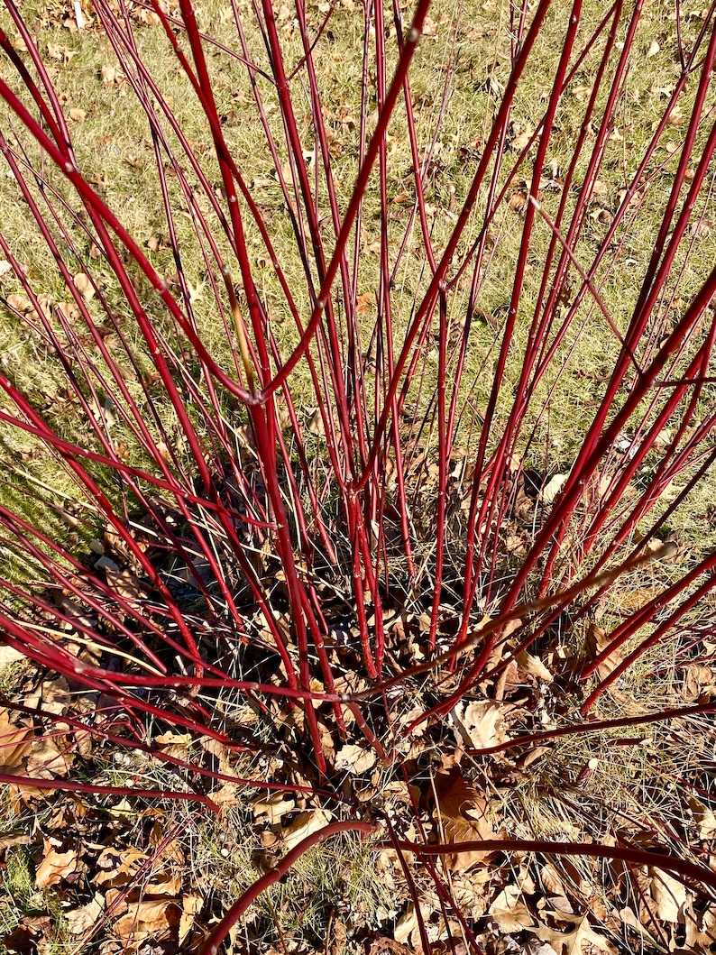 May include: A close-up view of a red twig dogwood bush with thin, bare branches. The branches are arranged in a radial pattern, creating a starburst effect. The branches are a vibrant red colour, and the background is a mix of green grass and brown leaves.