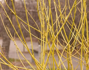 Yellow Twig Dogwood Bare Root Plant