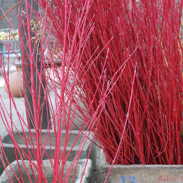 Red Twig Dogwood Cuttings  (Red Osier)  You choose how many!