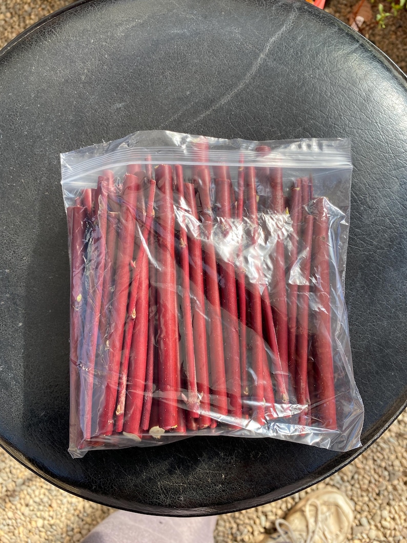 Red Twig Dogwood Cuttings (Red Osier) Flowering Perennial Hardy Fast Growing image 5