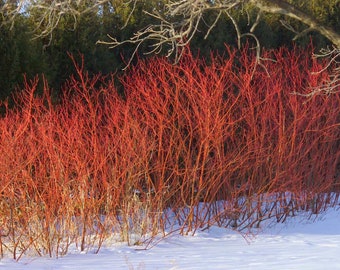 Dwarf Red Twig Dogwood Bare Root Plant  Priority Shipping!