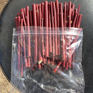Red Twig Dogwood Cuttings (Red Osier) Flowering Perennial Hardy Fast Growing image 2
