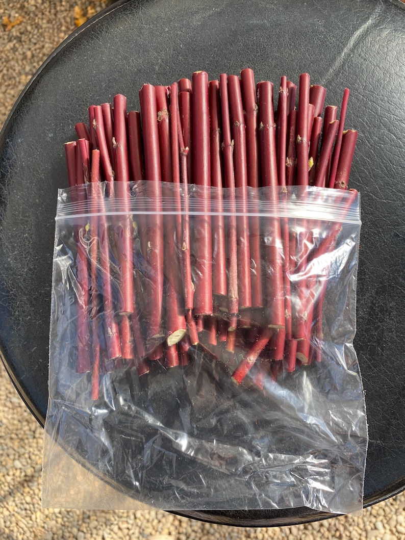 Red Twig Dogwood Cuttings (Red Osier) Flowering Perennial Hardy Fast Growing image 2