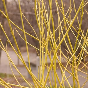 May include: Close-up of bright yellow branches with a blurred background. The branches are thin and crisscross, creating a textured pattern. The image captures the natural beauty of the plant, possibly a type of willow or dogwood.